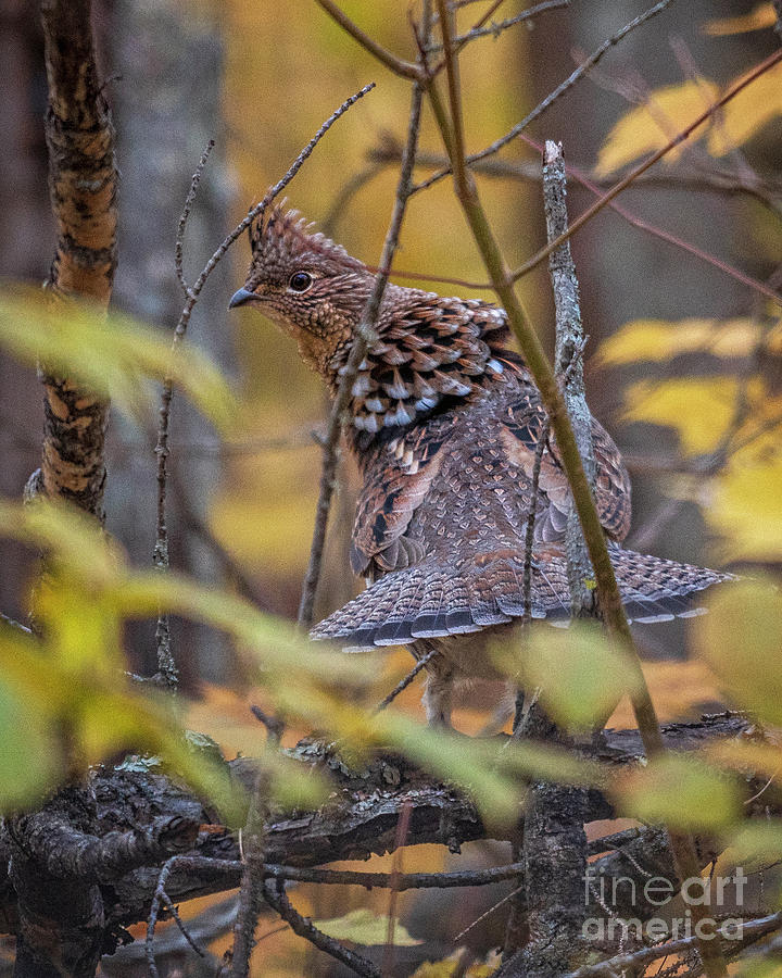 Minnesota Ruffed Grouse King by Timothy Flanigan Minnesota Ruffed Grouse King by Timothy Flanigan