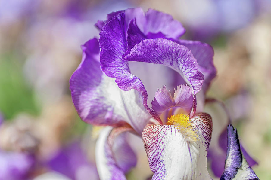 Minnie Colquitt Macro. The Beauty Of Irises Photograph by Jenny Rainbow