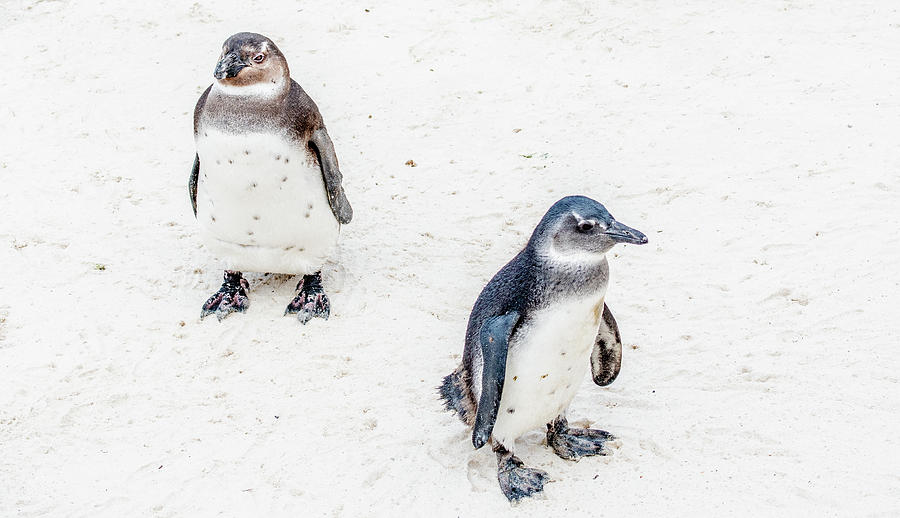 Juvenile African Penguins Photograph by Marcy Wielfaert