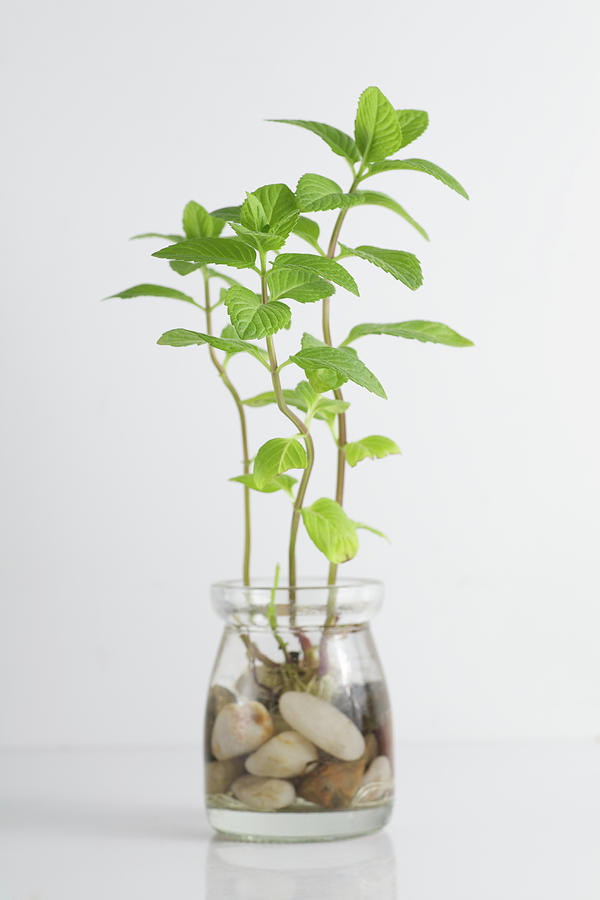 Mint Growing In Bottle Photograph by Huchen Lu