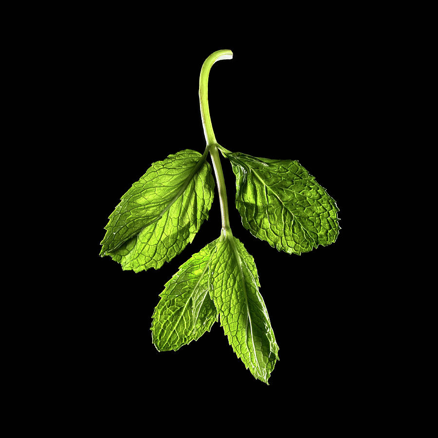 Mint Leaves Photograph by David Arky