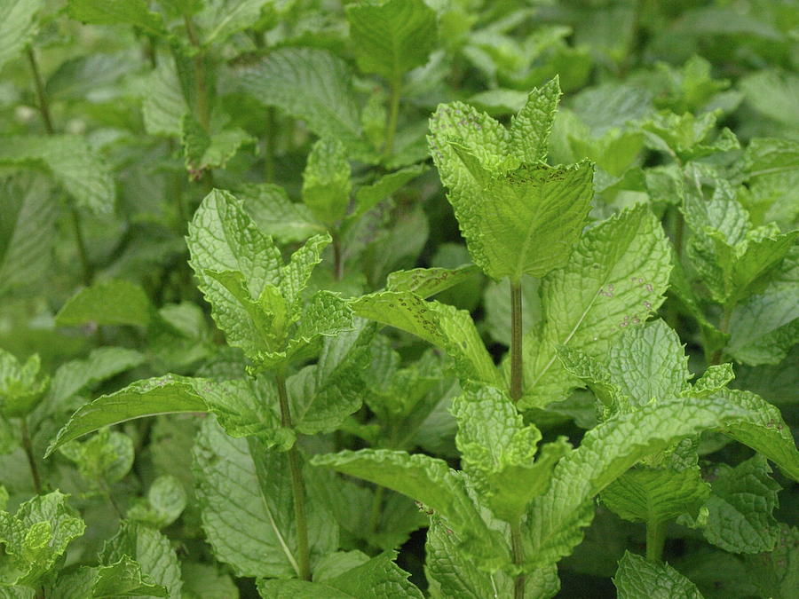 Minty Fresh by Jeffrey Peterson Minty Fresh by Jeffrey Peterson