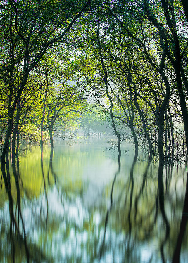 Miraculous Forest Photograph by Hidenori Sono