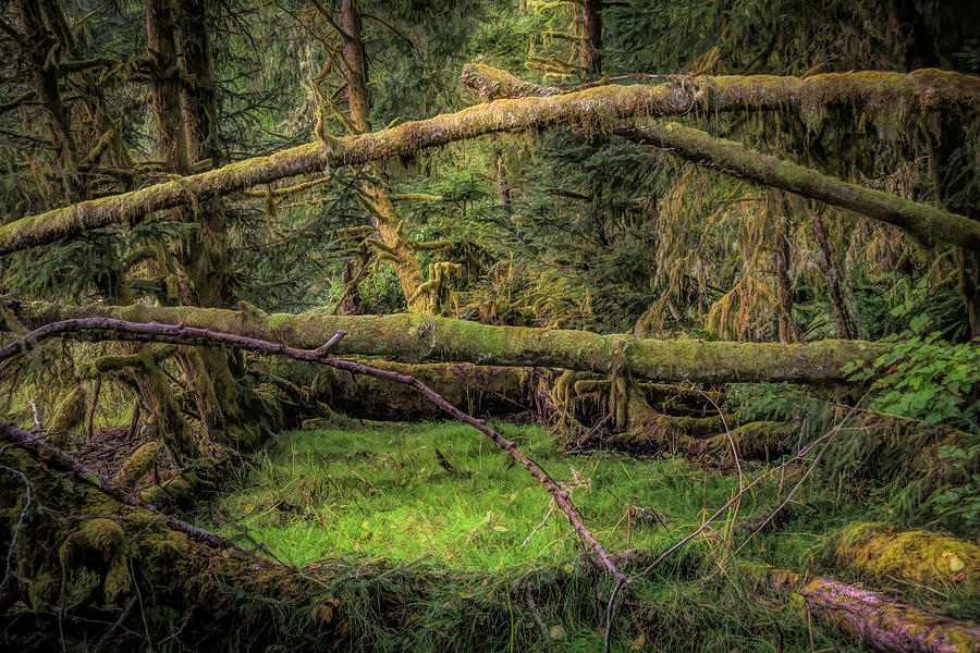 Mirkwood forest Photograph by Bill Posner