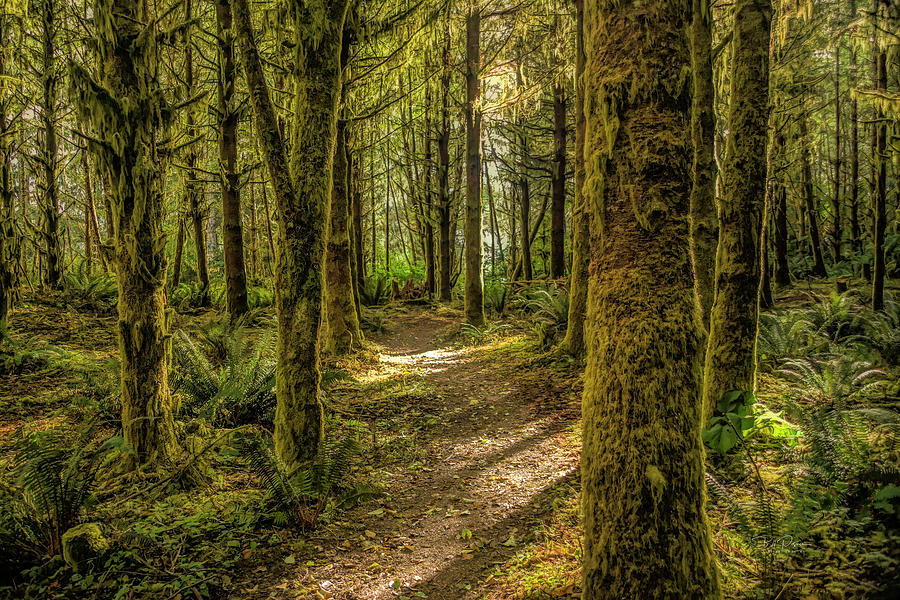 Mirkwood Path Photograph by Bill Posner