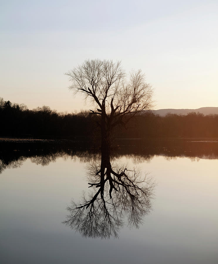 Mirror Image Of A Tree At Sunset On A Photograph by Michael Duva