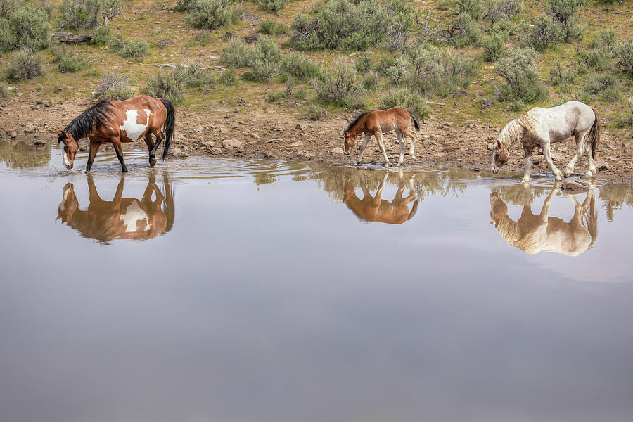 Mirror Images - South Steens Mustangs 0994 Photograph