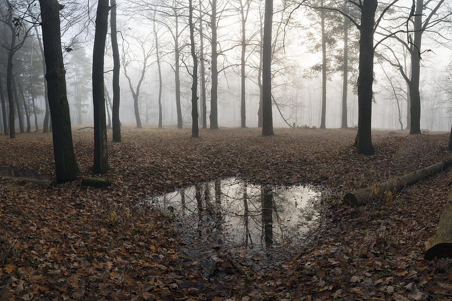 Mirror In The Forest Photograph By Dmitry Doronin Fine Art America