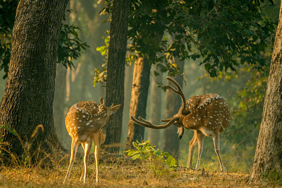 Mirror Mirror With Antlers Filter Photograph by Ashwin Phadke | Fine ...