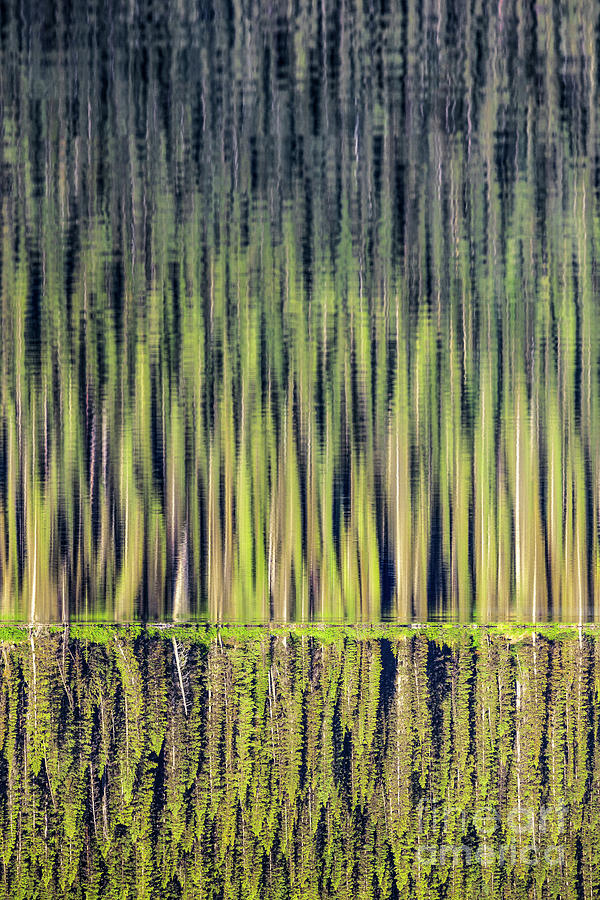 Evergreen Reflection Photograph by Ernesto Ruiz