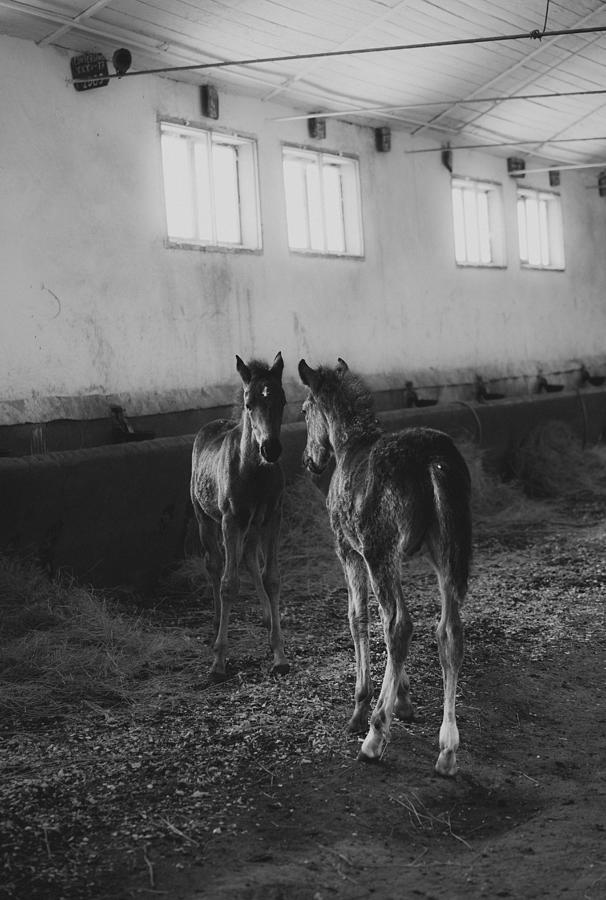 Horse Photograph - Mirror - Two Baby Horse Look Each Other by Toma Georgian Mihai
