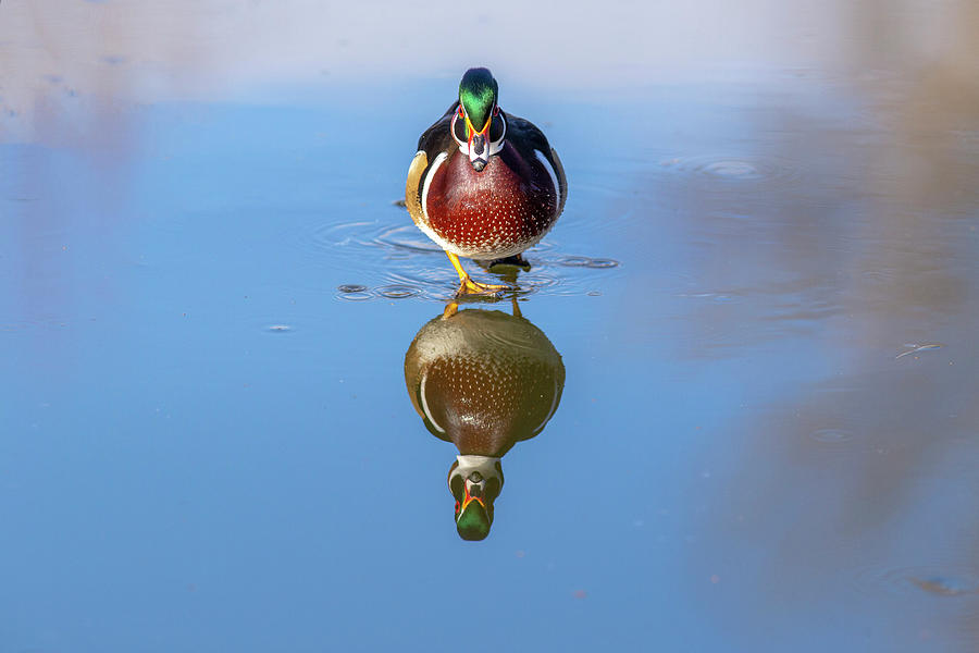 Mirror wood duck image Photograph by Lynn Hopwood