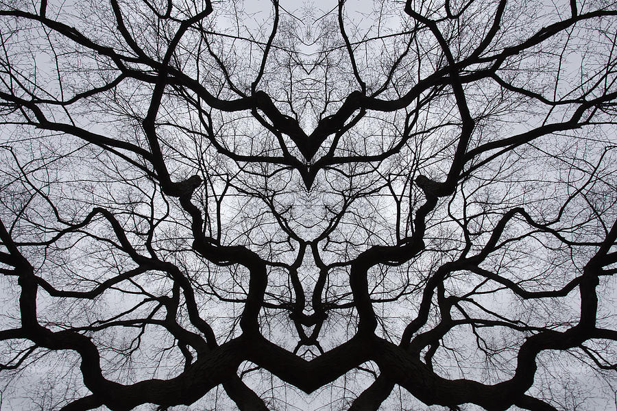 Mirrored Branches Photograph by Robert Ullmann