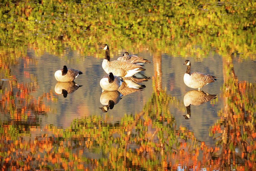 Mirrored Geese Photograph by Catherine Avilez