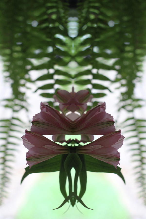 Mirrored Peruvian Lilies Photograph