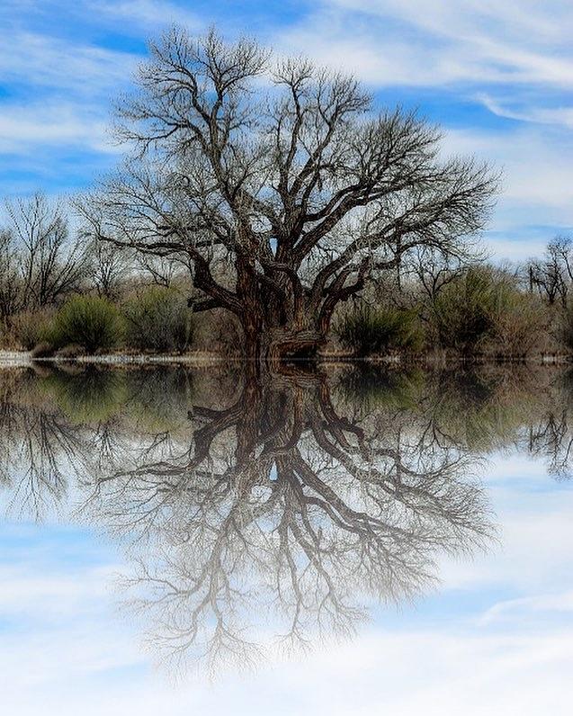 Mirrored Tree Photograph By Mona Archuleta Jones Fine Art America