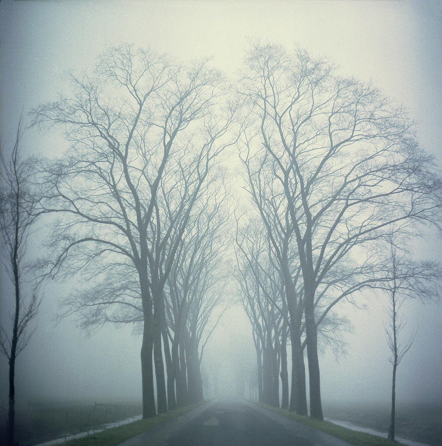 Mirrored Trees Photograph by Ineke Kamps