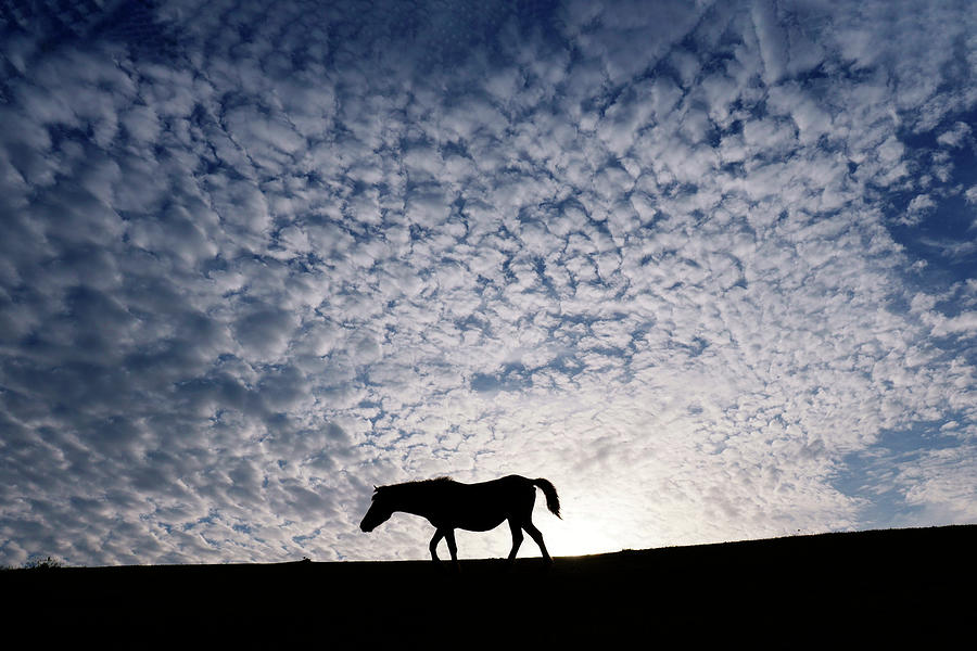 Misaki Horse At Sunset Photograph by Hiroya Minakuchi