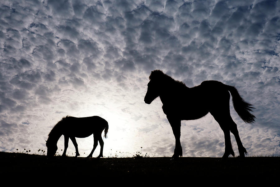 Misaki Horse Mare And Foal At Sunset Photograph by Hiroya Minakuchi