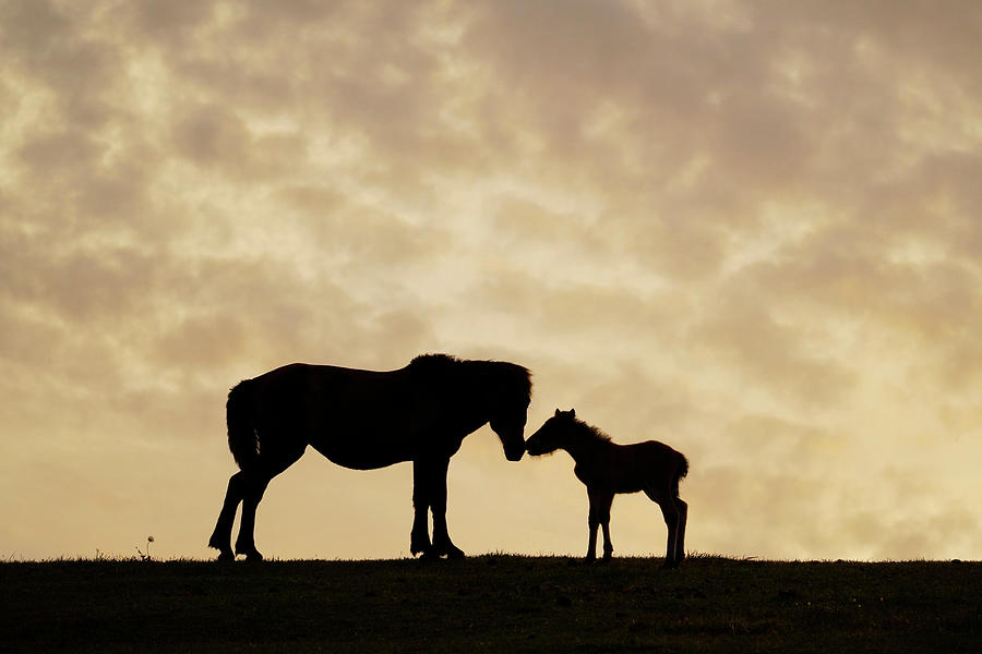 Misaki Horse Mare And Foal Nuzzling Photograph by Hiroya Minakuchi