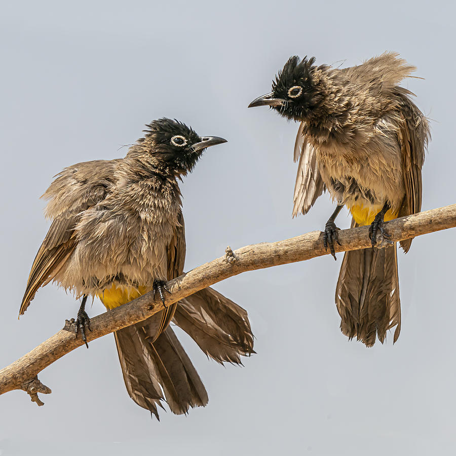Mischievous Birds Photograph by Boris Lichtman