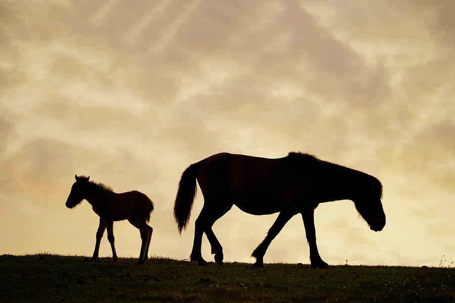 Miskai Horse Mare And Foal At Sunset Photograph by Hiroya Minakuchi
