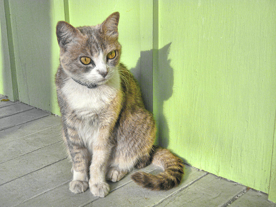 Cat Photograph - Miss Esmeralda by JAMART Photography