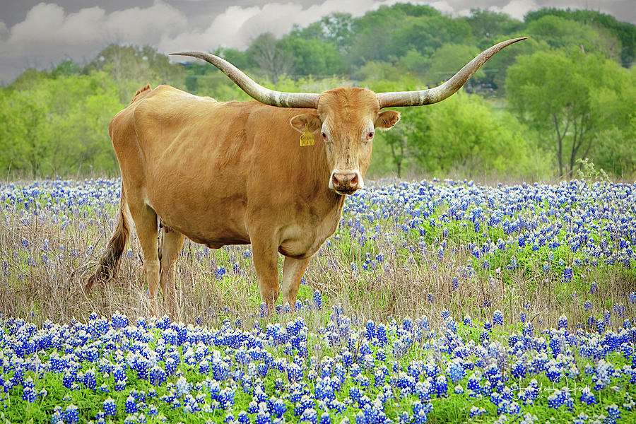Nature Photograph - Miss Kay in the Bluebonnets by Linda Lee Hall