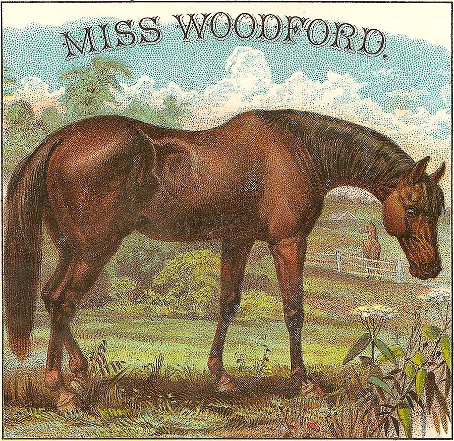 Miss Woodford Famous Vintage American Racehorse Painting By Vintage Horse Racing Art