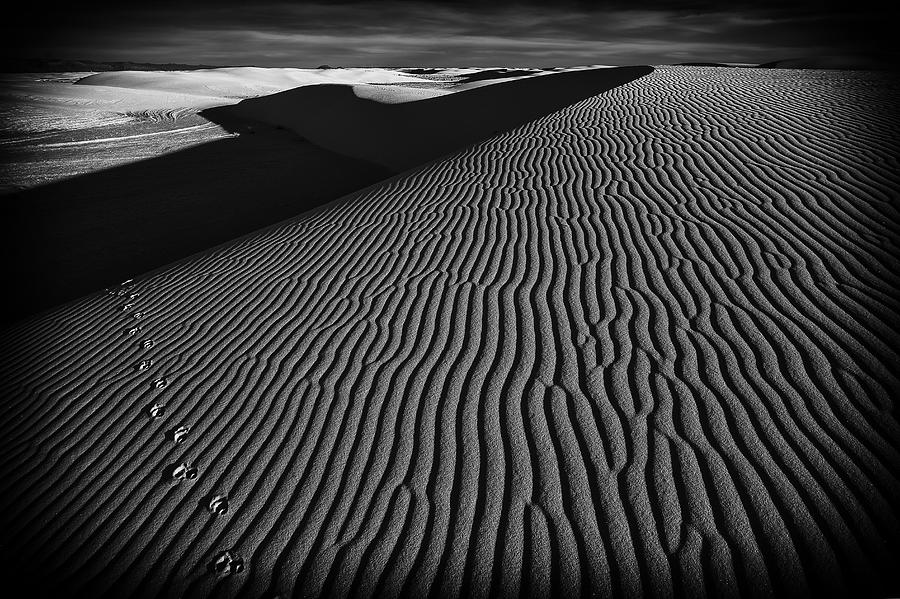 White Sands National Monument Photograph - Missed Connection by Lydia Jacobs