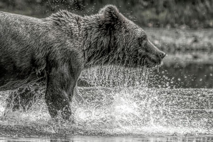 Missed It - Fishing Bears Photograph