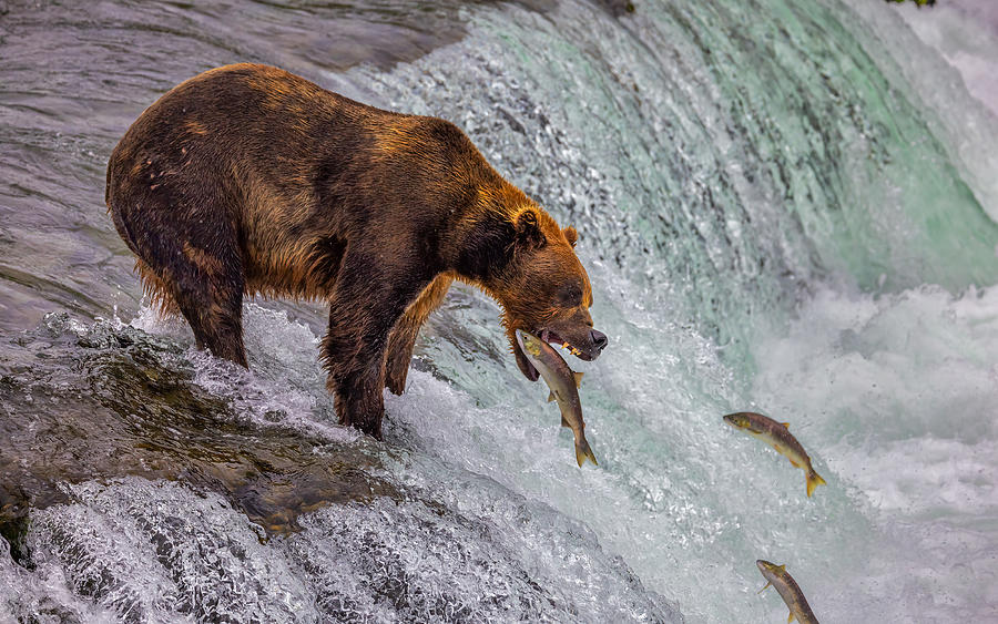 Salmon Photograph - Missed by Ning Lin