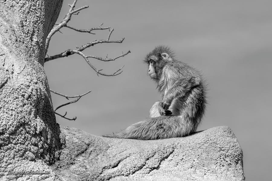 Missing Spring Macaque Photograph by LeeAnn McLaneGoetz McLaneGoetzStudioLLCcom