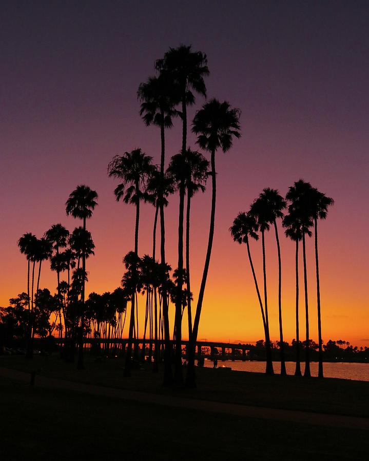 San Diego Photograph - Mission Bay Palms by Brian Governale