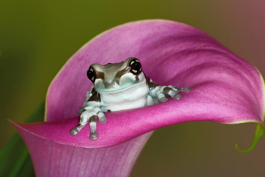 The Frog with Golden Eyes