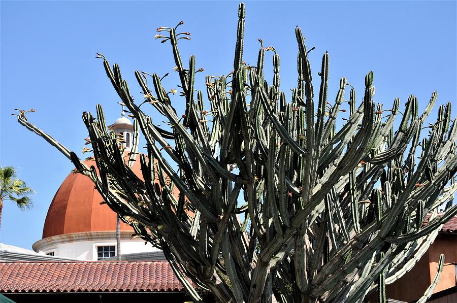 Mission San Juan Capistrano California Mission Grounds Landscape Plants Of Cereus Cactus Trees Photograph by Michael Hoard
