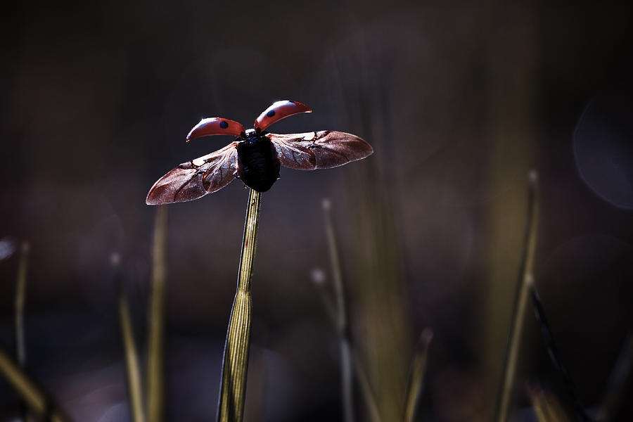 Ladybug Photograph - Mission To Mars by Fabien Bravin