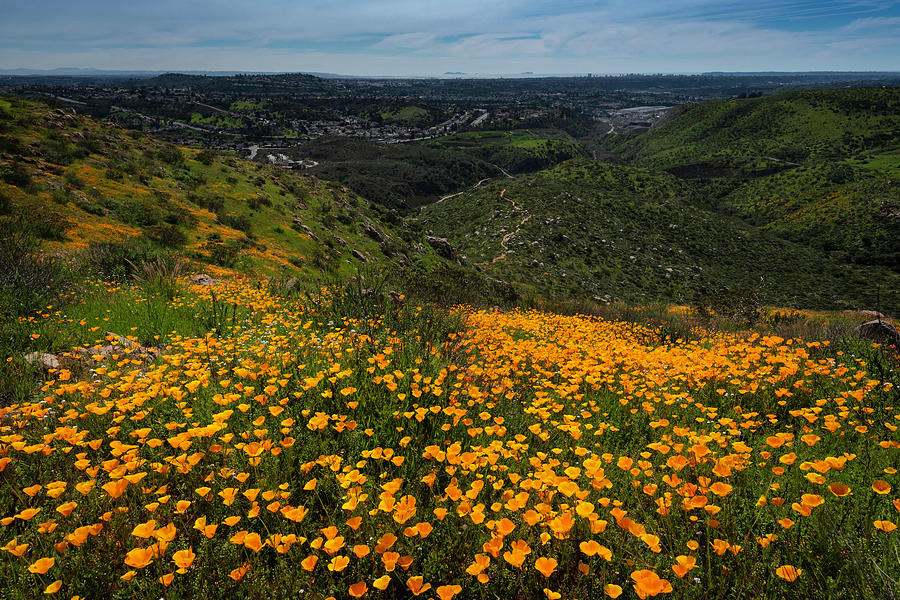 Mission Trails in Bloom Photograph by Scott Cunningham