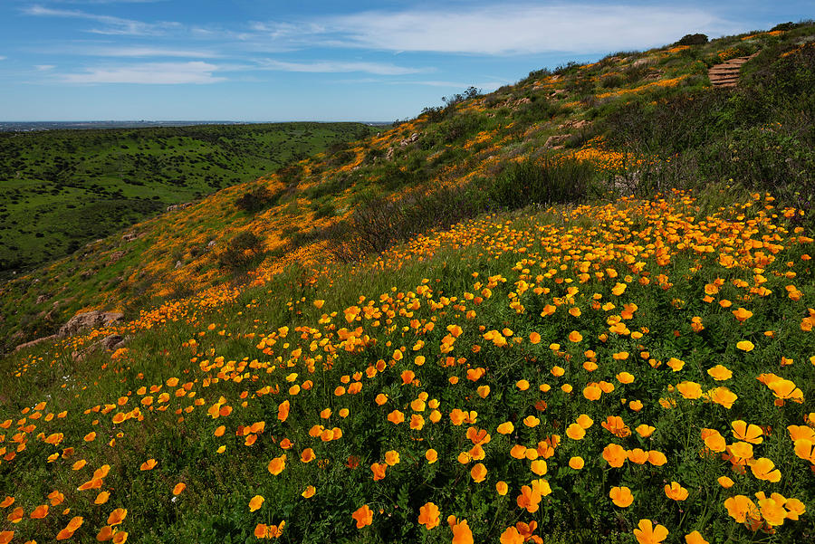 Mission Trails Poppies Photograph By Scott Cunningham - Fine Art America