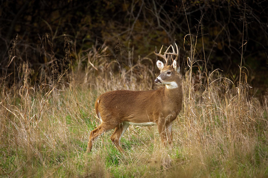 Mission Whitetail Buck  Photograph by Jeff Phillippi