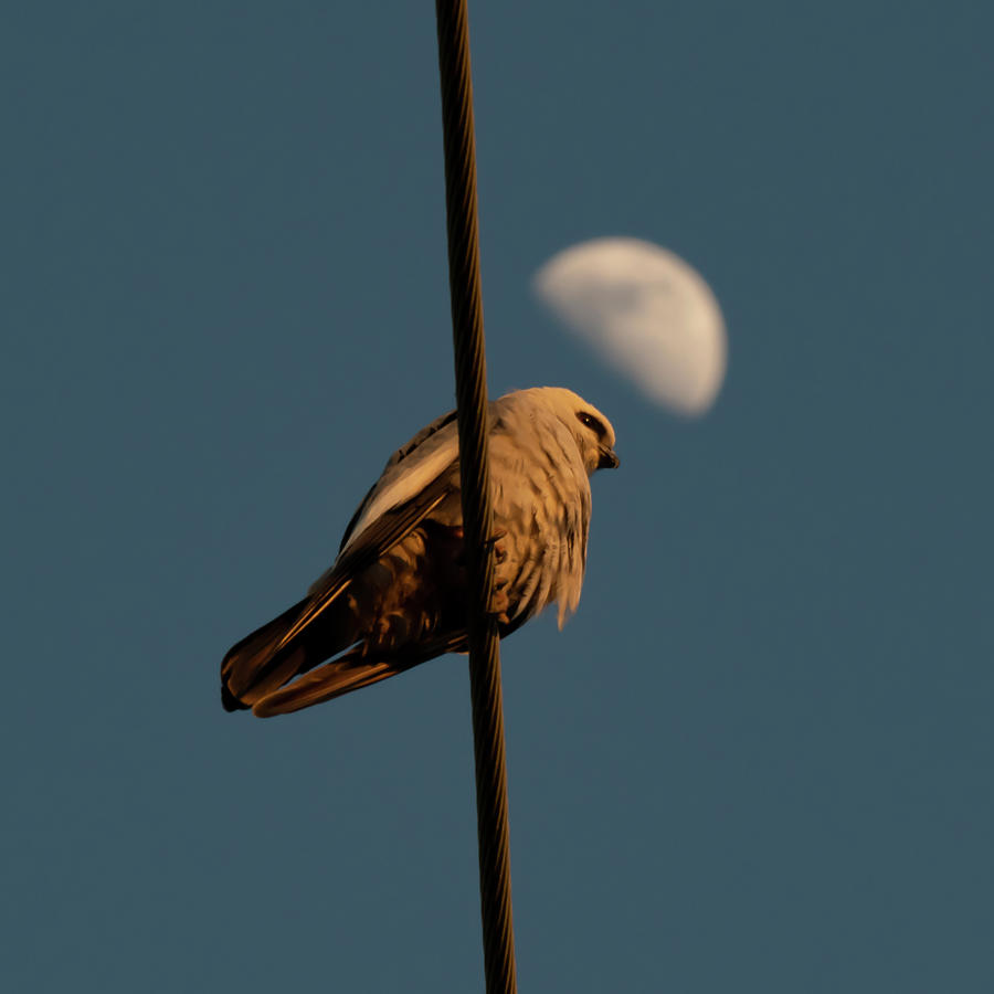 Mississippi Kite and Moon Photograph by Patrick Nowotny