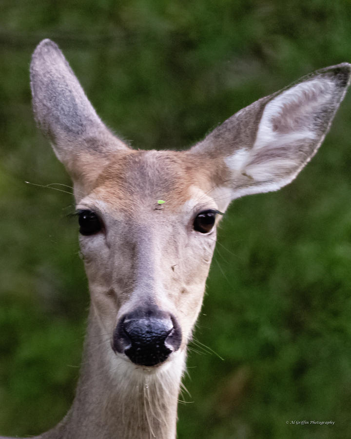 Missouri Deer Photograph by Al Griffin