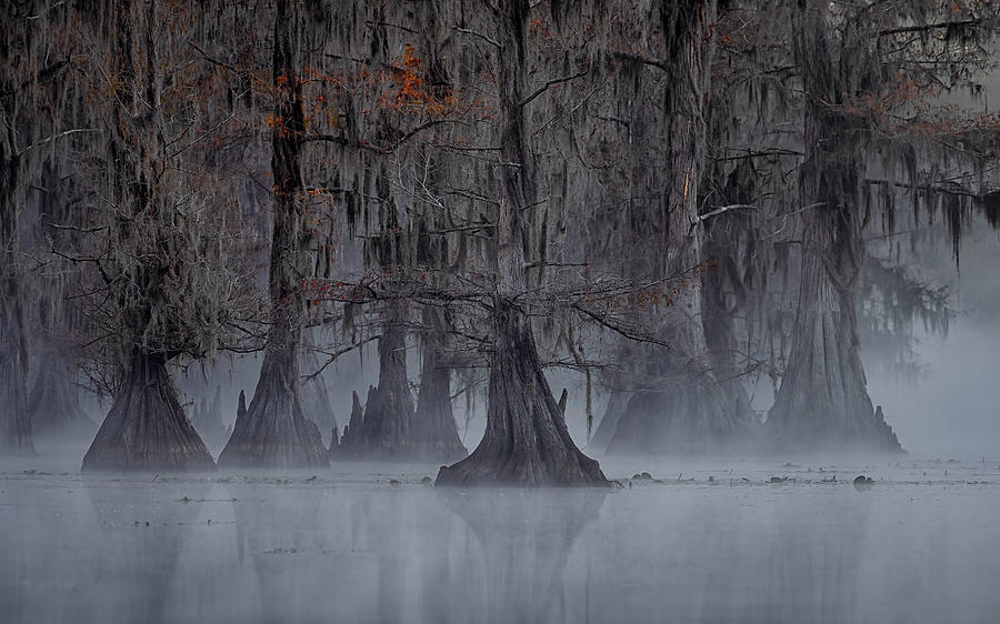 Mist And Cypress Photograph by Michael Zheng
