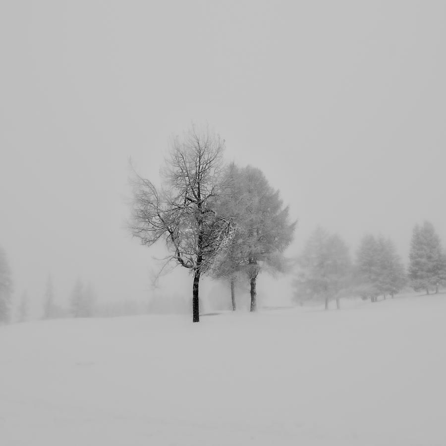 Mist And Snow Photograph by Véroniques - Fine Art America