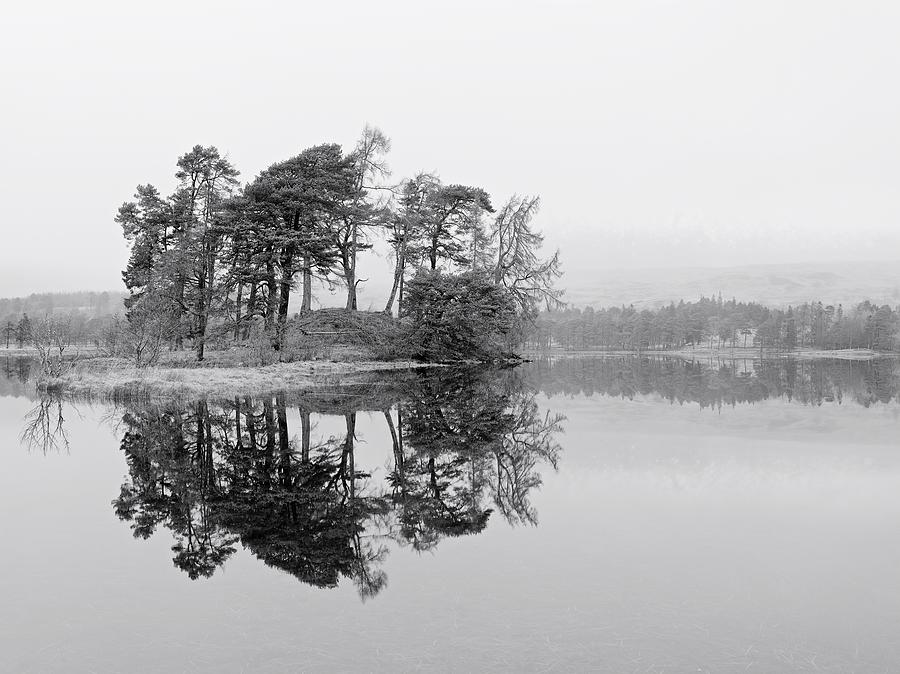 Mist and trees Photograph by Stephen Taylor