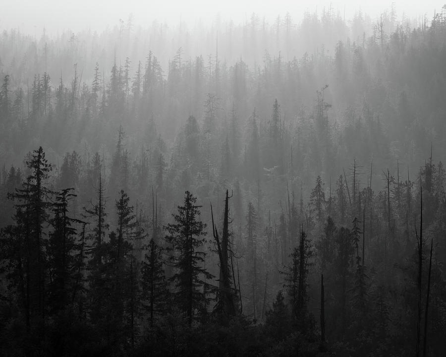 Mist In The Forest Photograph by Murray Rudd