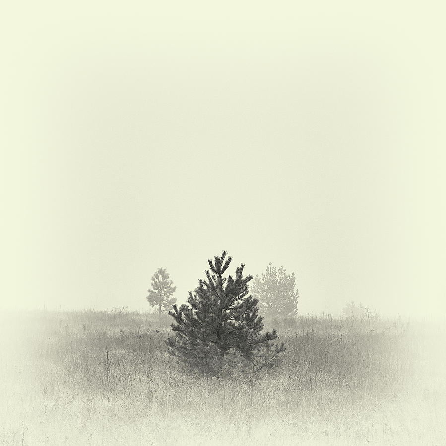 Mist in the valley. Horytsya, 2018. by Andriy Maykovskyi Mist in the valley. Horytsya, 2018. by Andriy Maykovskyi