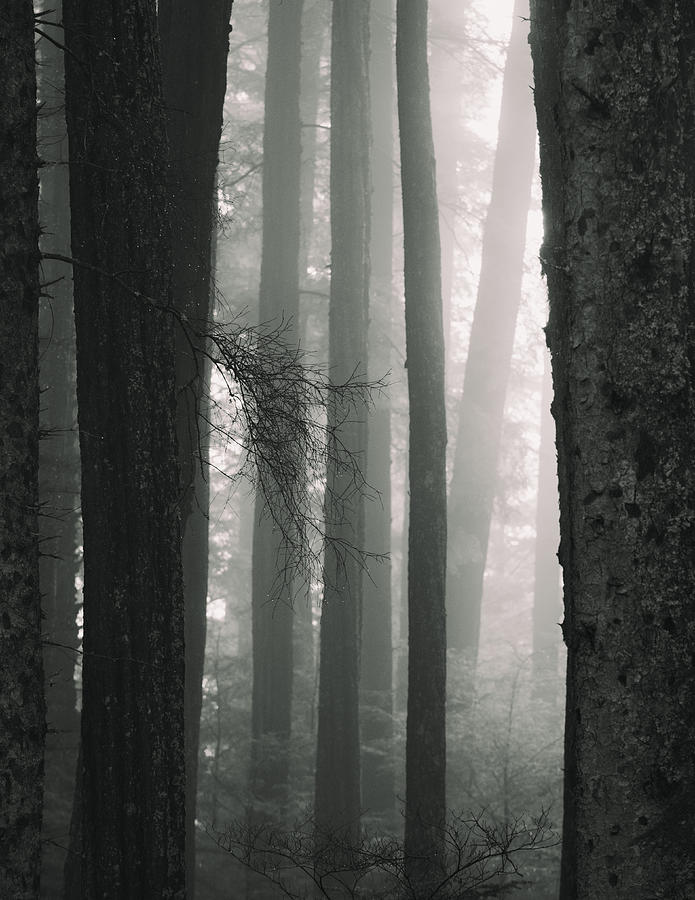 Tree Photograph - Mist by Misaki Saito