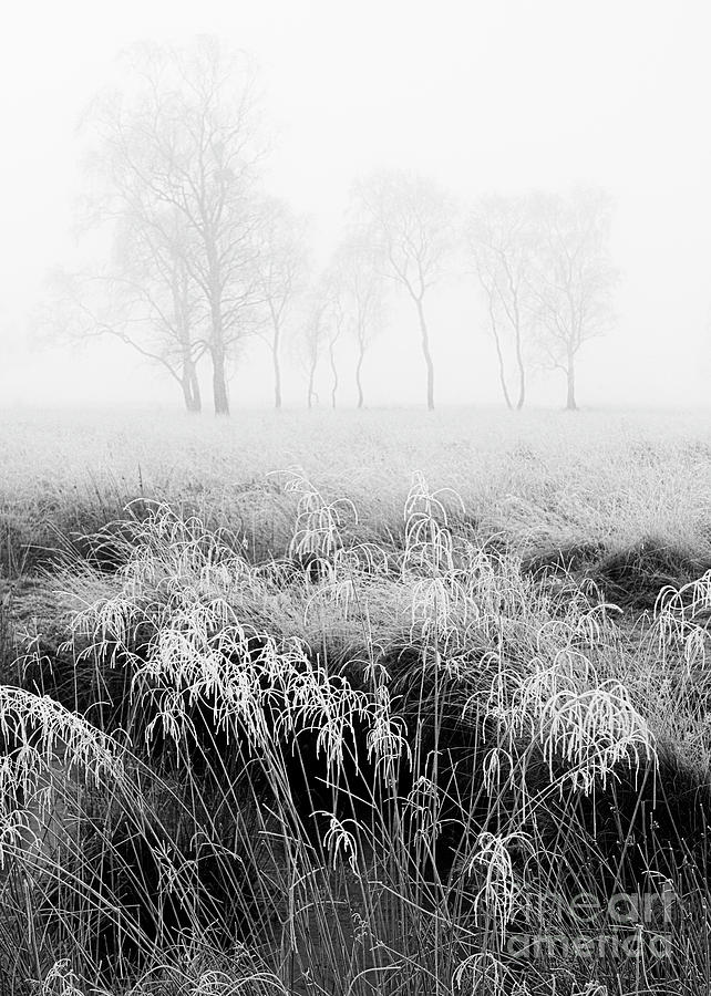 Frosted Photograph by Richard Burdon