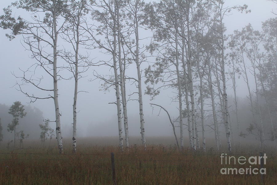 Mist on the Meadow Photograph by Ann E Robson